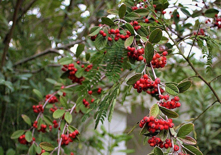 Recommended for your garden in the south of Spain: Cotoneaster coriaceus